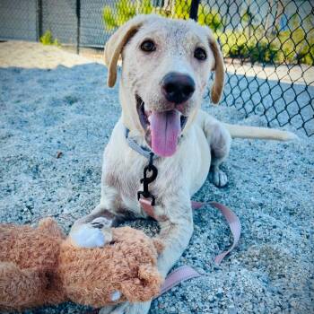 Yellow Labrador Retriever and Mixed Breed Dogs Available for Adoption - Dug | PetCurious