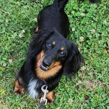 Finn -  Dachshund Dog for Adoption in Hackett, Arkansas - Finn | PetCurious