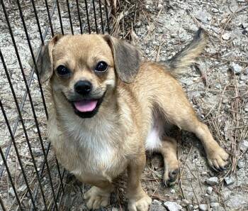 Ollie -  Chihuahua and Dachshund Dog for Adoption in York, South Carolina - Ollie | PetCurious