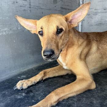 Lady Flash -  Labrador Retriever and Mixed Breed Dog for Adoption in Edinburg, Texas - Lady Flash | PetCurious