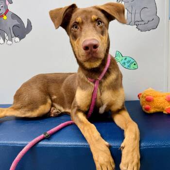 Rolo -  Doberman Pinscher and Shepherd Dog for Adoption in Lebanon, Missouri - Rolo | PetCurious