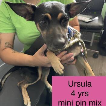 Ursula -  Miniature Pinscher and Rat Terrier Dog for Adoption in Tampa, Florida - Ursula | PetCurious
