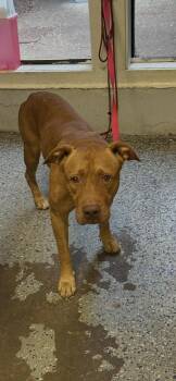 Jackie Chan -  Pit Bull Terrier Dog for Adoption in Mobile, Alabama - Jackie Chan | PetCurious