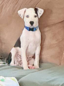 Barney -  Catahoula Leopard Dog and Pit Bull Terrier Dog for Adoption in Panama City, Florida - Barney | PetCurious