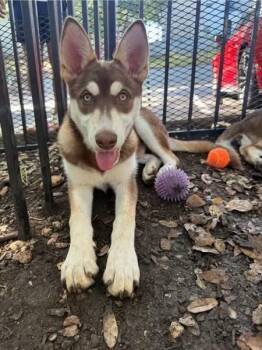 Denali -  Siberian Husky Dog for Adoption in Greeneville, Tennessee - Denali | PetCurious