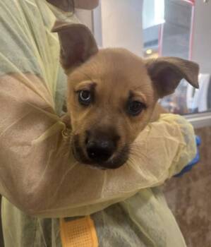 Dinkleberg -  Mixed Breed Dog for Adoption in Santa Rosa, California - Dinkleberg | PetCurious