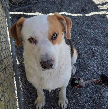 Carson -  Hound and Labrador Retriever Dog for Adoption in Gold Beach, Oregon - Carson | PetCurious