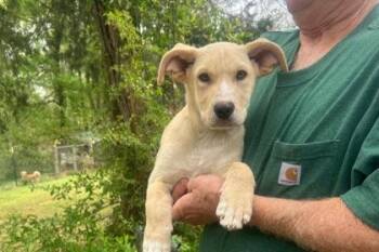 Labrador Retriever and Cattle Dog Dogs Available for Adoption in Westland, Michigan - Vaughn | PetCurious