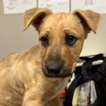 Mixed Breed Dogs Available for Adoption - Cosmo | PetCurious