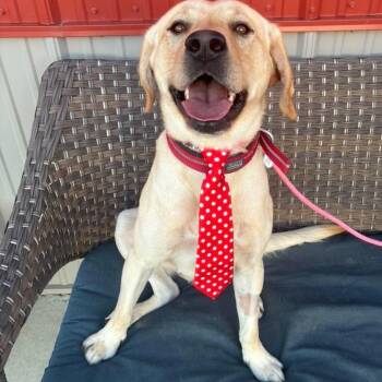 Benjamin -  Yellow Labrador Retriever Dog for Adoption in Plainfield, Illinois - Benjamin | PetCurious