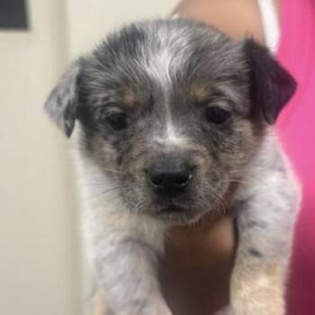 Lee *available at off-site adoption event 8/22 -  Cattle Dog and Mixed Breed Dog for Adoption in Briarcliff Manor, New York - Lee *available At Off-site Adoption Event 8/22 | PetCurious