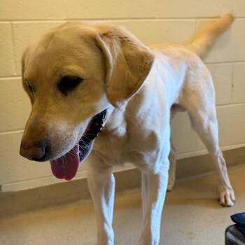 Mixed Breed Dogs Available for Adoption - Corn | PetCurious