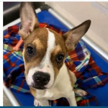 Grogu -  Mixed Breed Dog for Adoption - Grogu | PetCurious