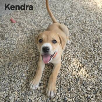 Rescue Plott Hound Dogs for Adoption in Austin, Texas - Kendra JuM | PetCurious