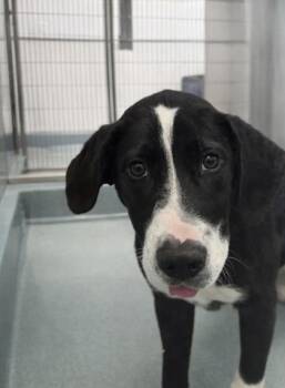 Great Dane and Mixed Breed Dogs Available for Adoption - Trevor | PetCurious