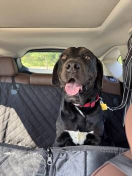 Rescue Black Labrador Retriever Dogs for Adoption in Medina, Ohio - Indie-Not Accepting Applications Yet! | PetCurious