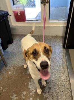 Mixed Breed Dogs Available for Adoption in Mobile, Alabama - Cindy | PetCurious
