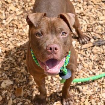 Mixed Breed Dogs Available for Adoption in Chamblee, Georgia - Mariella - IN FOSTER | PetCurious