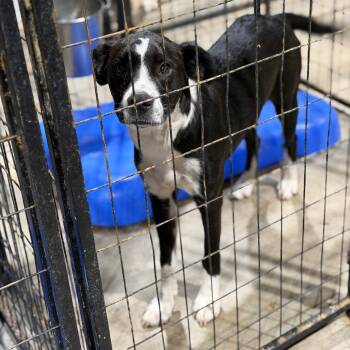 Dixie -  Terrier and Collie Dog for Adoption in Fort Smith, Arkansas - Dixie | PetCurious
