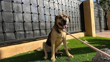 Rescue German Shepherd Dog Dogs for Adoption in Los Angeles, California - Harley | PetCurious