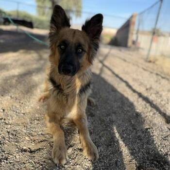 Stormy -  German Shepherd Dog and Mixed Breed Dog for Adoption in Bullhead City, Arizona - Stormy | PetCurious