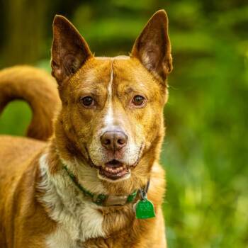 Rescue Akita Dogs for Adoption in Decatur, Georgia - Zoomer (I Have A Secret Crush!) | PetCurious