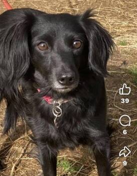 Shadow -  Dachshund Dog for Adoption in Thibodaux, Louisiana - Shadow | PetCurious