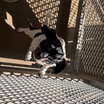 Salami -  Mixed Breed Dog for Adoption in Lake Jackson, Texas - Salami | PetCurious