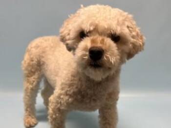 Zylo -  Maltese and Poodle Dog for Adoption in Golden Valley, Minnesota - Zylo | PetCurious