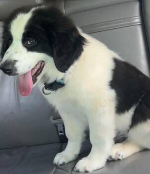 Great Pyrenees and Border Collie Dogs Available for Adoption in Elizabethton, Tennessee - JB | PetCurious