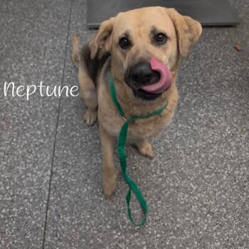Neptune -  Shepherd and Mixed Breed Dog for Adoption in Parkersburg, West Virginia - Neptune | PetCurious