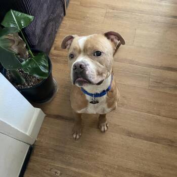 Bobbi Brown -  Pit Bull Terrier and Mixed Breed Dog for Adoption in Los Angeles, California - Bobbi Brown | PetCurious