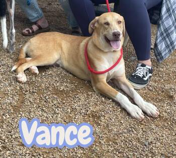 Vance - big, goofy, lovable - dog/kid/cat friendly -  Labrador Retriever and Mixed Breed Dog for Adoption in Chuckey, Tennessee - Vance - Big, Goofy, Lovable - Dog/kid/cat Friendly | PetCurious