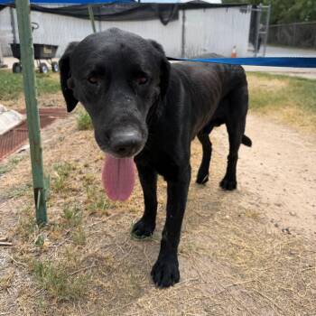 Nightcrawler -  Black Labrador Retriever Dog for Adoption in Edinburg, Texas - Nightcrawler | PetCurious