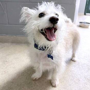 Terrier Dogs Available for Adoption - Tito | PetCurious
