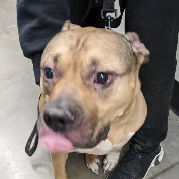 Rescue Terrier Dogs for Adoption in Tampa, Florida - Amir | PetCurious