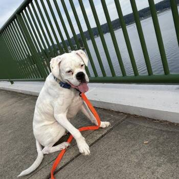 Boxer Dogs Available for Adoption - Odie | PetCurious