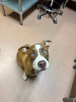 Pit Bull Terrier and Mixed Breed Dogs Available for Adoption in Cookeville, Tennessee - THEORY | PetCurious