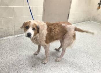 DAISY -  Golden Retriever and Mixed Breed Dog for Adoption in Conroe, Texas - DAISY | PetCurious