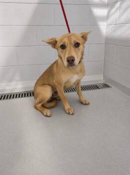 German Shepherd Dog and Mixed Breed Dogs Available for Adoption in Winter Haven, Florida - DUCK | PetCurious
