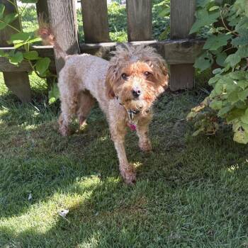 Scarlet -  Poodle and Golden Retriever Dog for Adoption in Sinking Spring, Pennsylvania - Scarlet | PetCurious