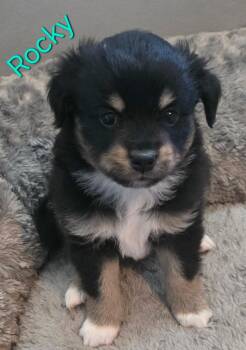 Australian Shepherd and Chihuahua Dogs Available for Adoption in Aurora, Illinois - Rocky | PetCurious