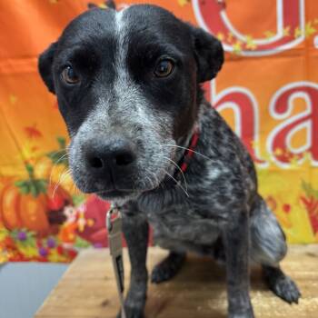Rescue Australian Cattle Dog Blue Heeler Dogs for Adoption in Normal, Illinois - Bluebell | PetCurious