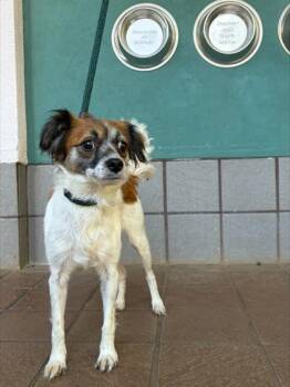 Saffron -  Terrier and Mixed Breed Dog for Adoption in Honolulu, Hawaii - Saffron | PetCurious