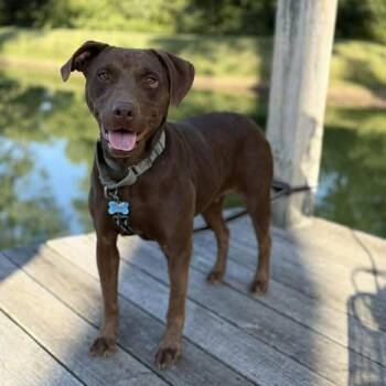 Brownie -  Mixed Breed Dog Available for Adoption in Northwood, New Hampshire - Brownie | PetCurious
