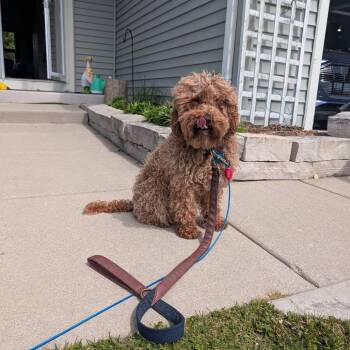 Cavalier King Charles Spaniel and Miniature Poodle Dogs Available for Adoption in Campton Hills, Illinois - Violet Grey | PetCurious