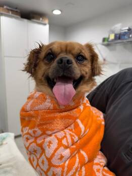 Chewy -  Terrier Dog for Adoption in Brookings, Oregon - Chewy | PetCurious