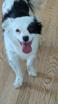 Papillon and Spaniel Dogs Available for Adoption in Parker, Colorado - Syd | PetCurious