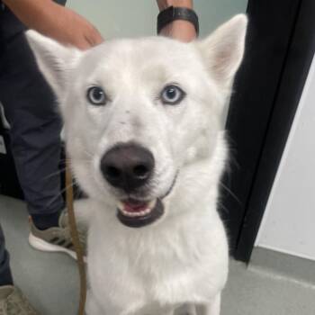 Darwin -  Husky Dog for Adoption in Abilene, Texas - Darwin | PetCurious