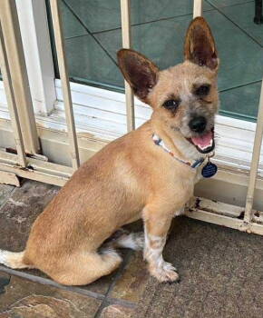 Rescue Chihuahua and Terrier Dogs for Adoption in Katy, Texas - MEO | PetCurious